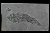 Devonian Lobed-Fin Fish (Osteolepis) - Scotland #98043-1